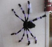 Peluche de araña flor 90cm (200)