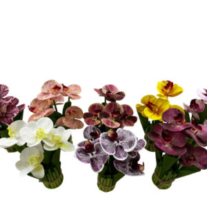 FLORES MACETA ORQUIDIAS(288)